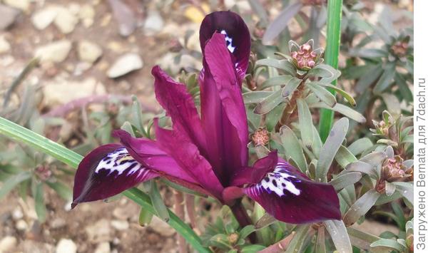 Очередной иридодиктиум под солнечными лучами