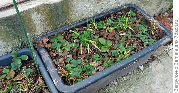 Клубнике и в контейнерах не страшен мороз