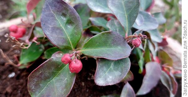 Гаультерия