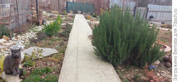 Справа куст розмарина, который два года назад посадила махоньким кустиком