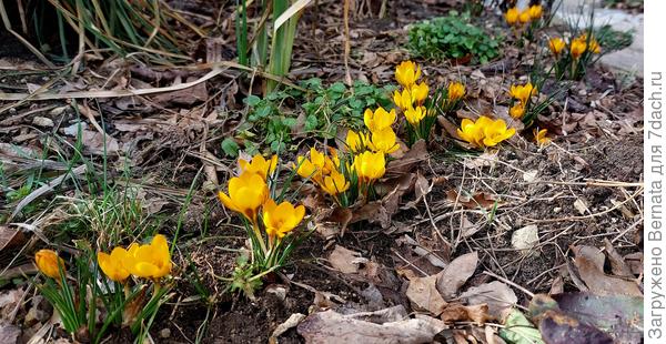 Солнечный ручеек