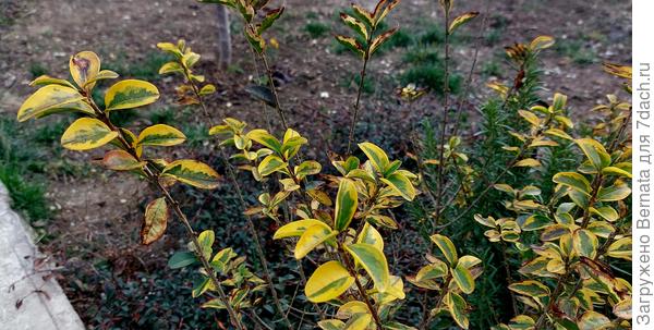 И бирючина..., которая вроде бы является ПОЛУлистопадной...