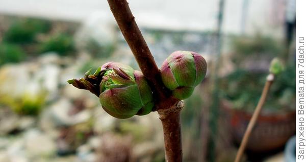 Лопнули почки на бузине