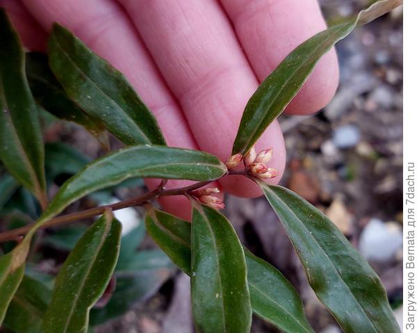 То, что я ещё осенью приняла за бутоны соцветий, скорее является бутонами листьев