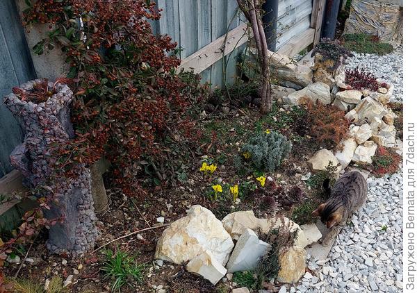 Ведь в апреле она будет похожа на белоснежное облако от цветов