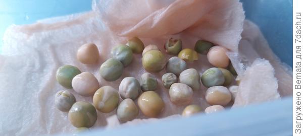 Завтра посажу