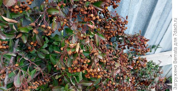 А вот ягоды пираканты уже начали темнеть и скоро опадут...
