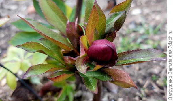 А это сорт "Larissa"Он будет нежно-розовым и махровым