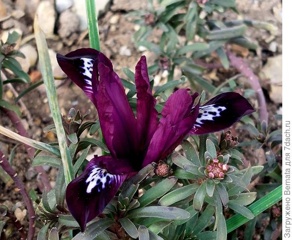 В тени он имеет более насыщенный цвет