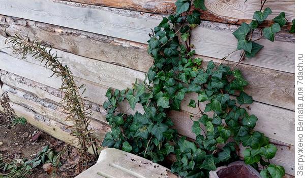 Слева прутики каллистемона. В сравнении с плющом сразу видно, что подморожен