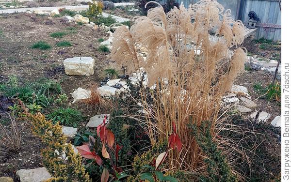 Фотиния на фоне мискантуса