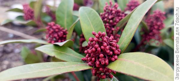 Но зацветет она только в апреле. Её особенность-выкидывать бутоны осенью, но цвести весной, мне очень нравятся