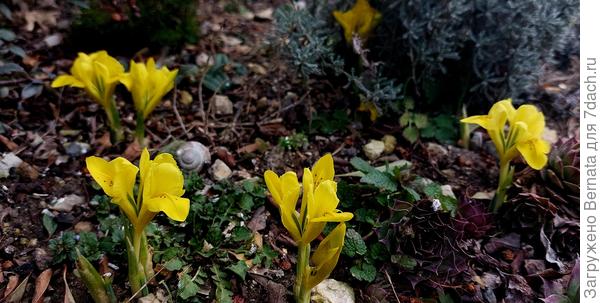 Но и солнечные сетчатые ирисы весной очень радуют