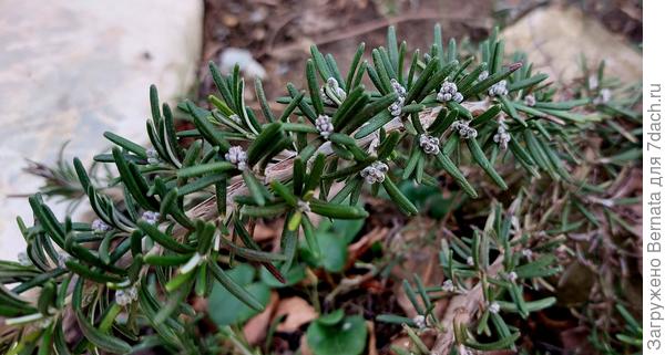 Цветы у него светлые серо-голубого оттенка. Сейчас в бутонах