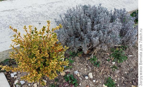 Да и самшит, особенно в контрастном сочетании с лавандой