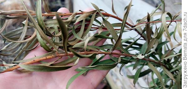 Листья каллистемона