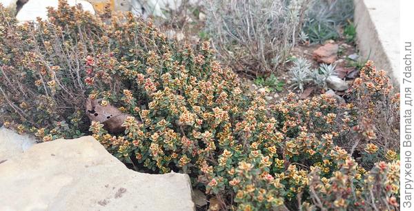 Лимонный тимьян