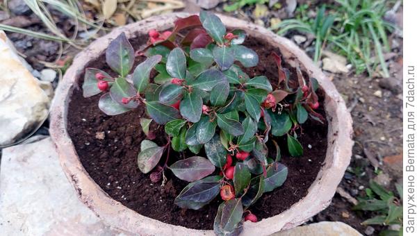 Я за неё переживала, но она прекрасно перенесла морозы в плоском горшке...