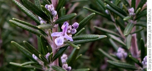 Часть цветов подвяло в морозы, но при первой же оттепели зацветает снова