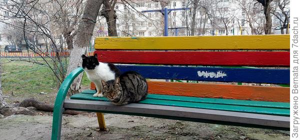 Коты на лавочке у подъезда похожи на двух старичков, внимательно следящих за проходящими мимо людьми