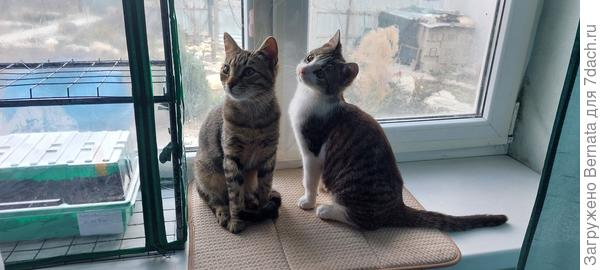 Видит око, да зуб неймёт:) Один на окне