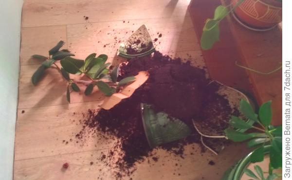 И это ещё цветочки:)