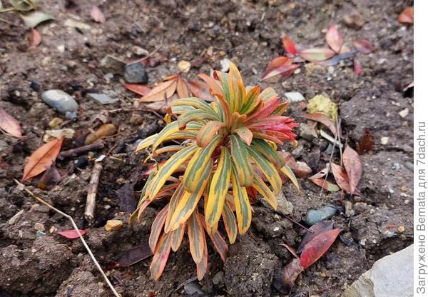 А вот этот черенок я воткнула  осенью в грунт, без проращивания и без укрытия... Жив.