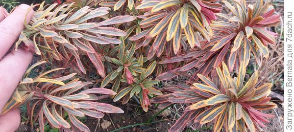 Даже небольшой прирост с осени дал...