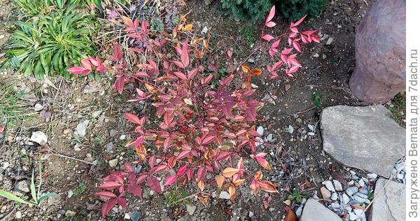 Нандина сейчас