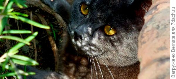 Залез в куст розмарина и изнутри сторожит пчёл:)