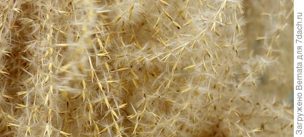 Это же семена?