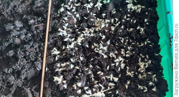 21.02- семена лисохвоста