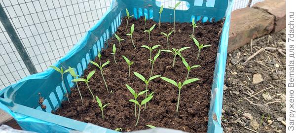 А в этом году один такой ящик сразу в парник отнесла... Буду в грунт сразу из него высаживать...