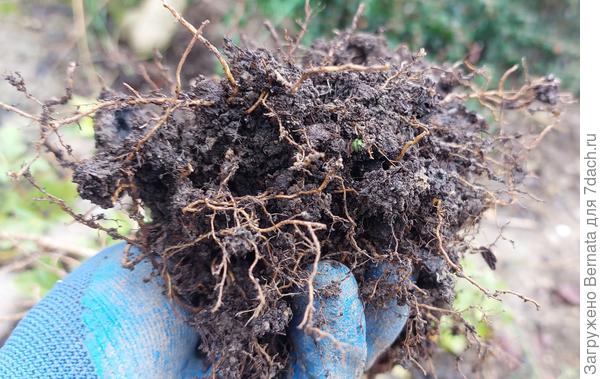 Хотя снизу мочалка-мочалкой;)