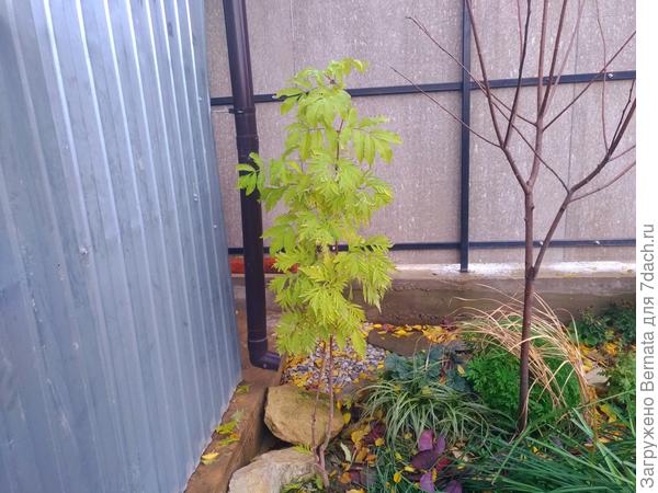 Вообще,  она должна быть более золотая, но я свою посадила в тень, иначе горит... Осенью с красными ягодами смотрится обалденно...