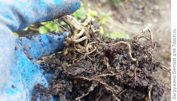 А вот здесь видно уже первые настоящие корни