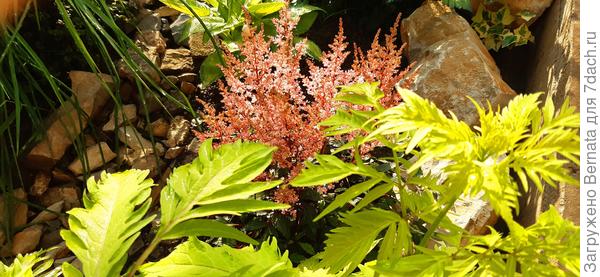 У неё вот такая рассеченная форма листьев потом будет...