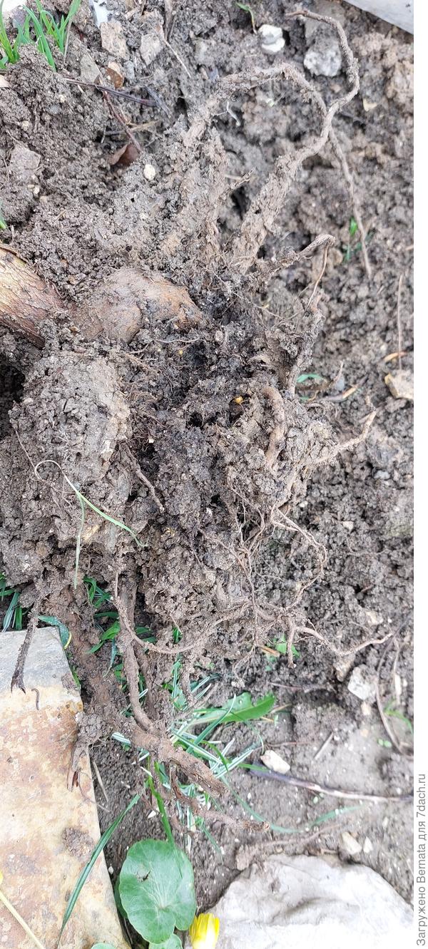 Корни буддлеи