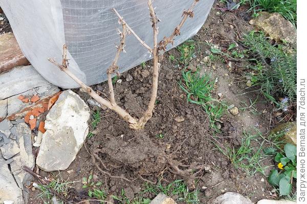 Корни выглядят совсем иначе