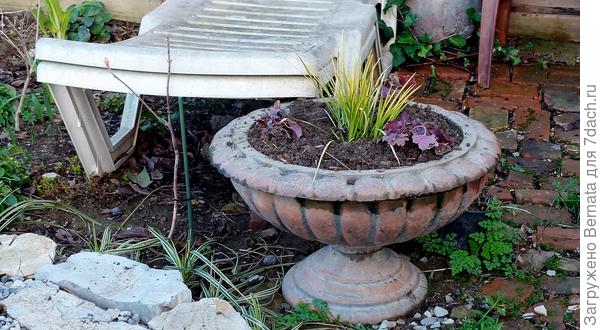 А у этого не &quot;работает&quot; дренаж, поэтому посадила аир по центру, чтоб воду &quot;пил&quot;......