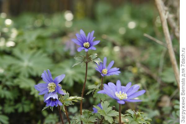Вот такие у нас. Это из интернета фото. А есть ещё более тёмные