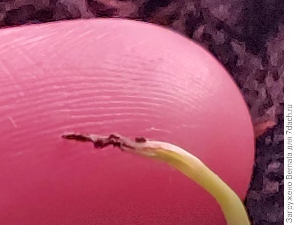 В таком виде он появляется из грунта