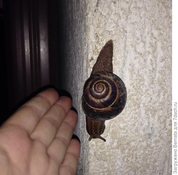 Размер наших улиток...