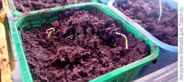 И два- Гогошар