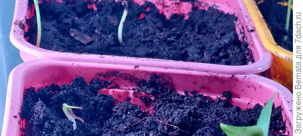 Два дегенеративных всхода перца Медовый