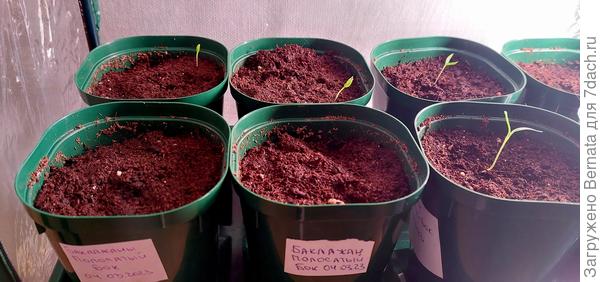 Слева- посев от 04.03