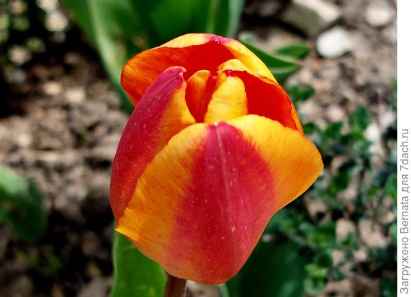 Тюльпан