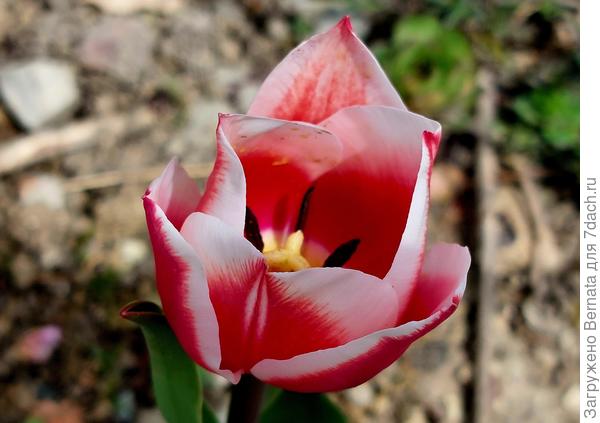 Ещё тюльпан