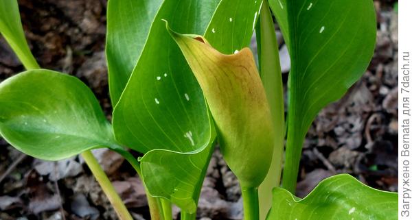 А каллы только начинают:)