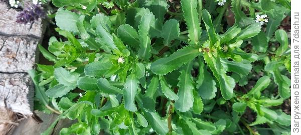 Нивяник в бутонах